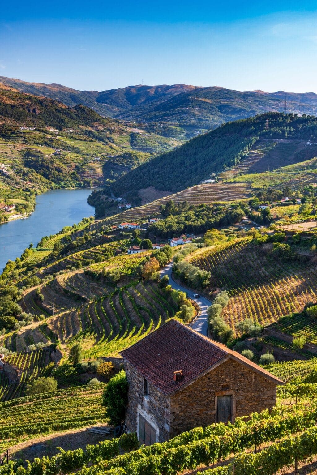 Terraced vineyards falling to the Douro near Mesão Frio.